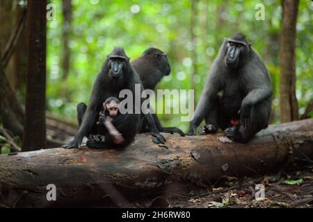 Une famille de macaca nigra avec le cub Banque D'Images