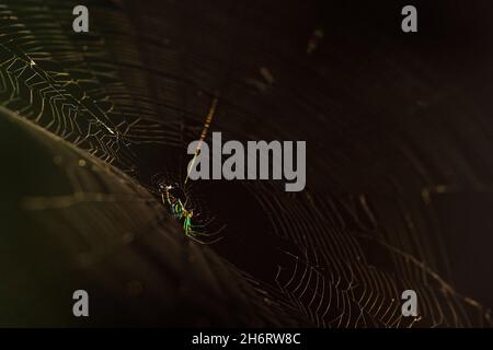 Une araignée de verger se cache au centre si son web, photographié dans le parc national historique de Blakeley près de fort espagnol, Alabama. Banque D'Images