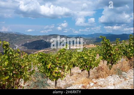 Industrie vinicole sur l'île de Chypre, vue sur les vignobles chypriotes avec des vignes en pleine croissance sur les pentes sud de la chaîne de montagnes de Troodos Banque D'Images