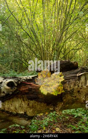 Modèles naturels verdoyants semi-abstraits dans la végétation Banque D'Images