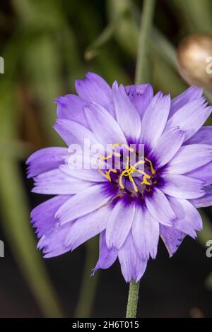 Gros plan fleur unique de Catananche caerulea ‘Major’, dart de Cupid ‘Major, fleur au bon soleil Banque D'Images