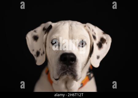 Sam est noir avec un chien à pois blanc pour un portrait en studio Banque D'Images