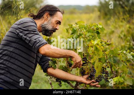 Agriculteur récoltant du raisin dans un vignoble pendant la récolte du raisin. Banque D'Images