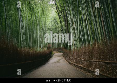 Chemin vide dans la forêt de bambou de Sagano près de Kyoto, Japon Banque D'Images