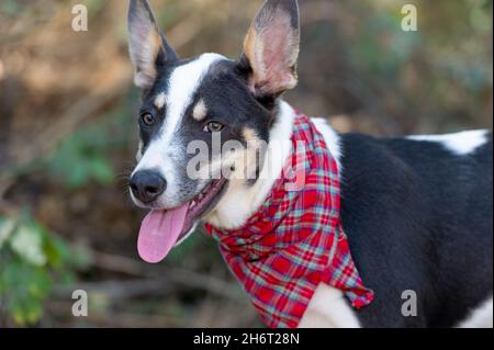 Un chien a l'air heureux à l'extérieur dans la nature portant Un costume Banque D'Images