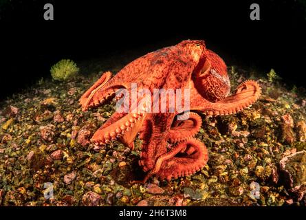 La pulpe géante, Enteroctopus dolfleini, ou la pieuvre géante du Pacifique Nord, de la Colombie-Britannique, Canada. Banque D'Images