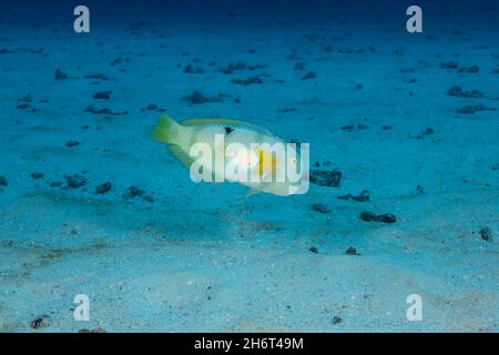 Le razorfish blanc, Xyrichtys aneitensis, plongera dans le fond sablonneux au premier signe de danger, Hawaï. Banque D'Images