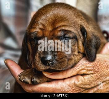 Litière pour chien de compagnie Redbone Banque D'Images