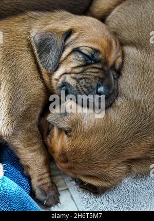 Chiots de chien de compagnie Redbone Banque D'Images