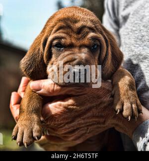 Litière pour chien de chasse Redbone Banque D'Images