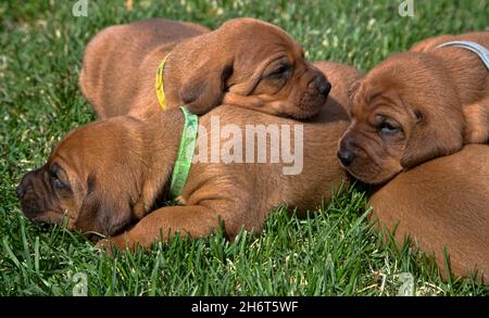 Litière pour chien de chasse Redbone Banque D'Images