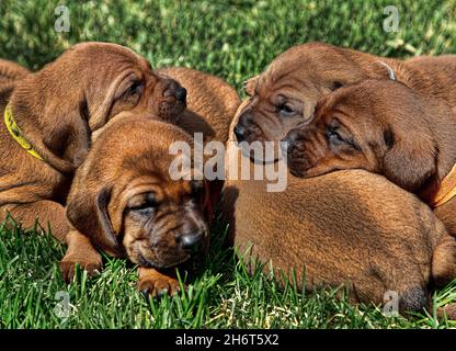 Litière pour chien de compagnie Redbone Banque D'Images