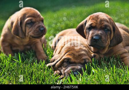 Litière pour chien de compagnie Redbone Banque D'Images