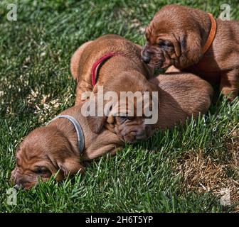 Litière pour chien de compagnie Redbone Banque D'Images