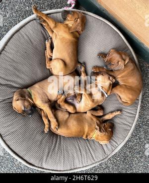 Litière pour chien de compagnie Redbone Banque D'Images