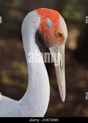 Élégant Brolga femme à col long et élégant, avec un élégant portrait. Banque D'Images