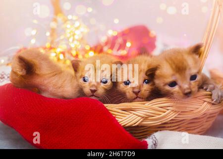 Quatre jolis chatons bruns dans un panier avec décorations de noël Banque D'Images