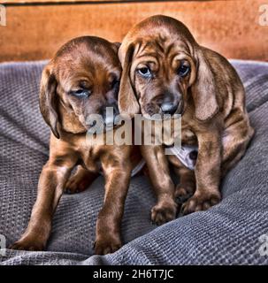 Chiots de chien de compagnie Redbone. Banque D'Images