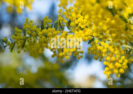 Fleurs jaunes de l'Australian acacia cultriformis Banque D'Images