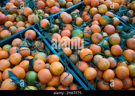 Caisses en plastique bleu pleines de mandarines orange et partiellement vertes dans un magasin de légumes Banque D'Images