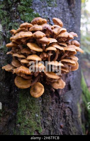 Armillaria mellea ou champignons du miel qui vivent sur les arbres et les arbustes ligneux.Armillaria peut être un pathogène forestier destructeur, il provoque la racine de la pourriture blanche Banque D'Images