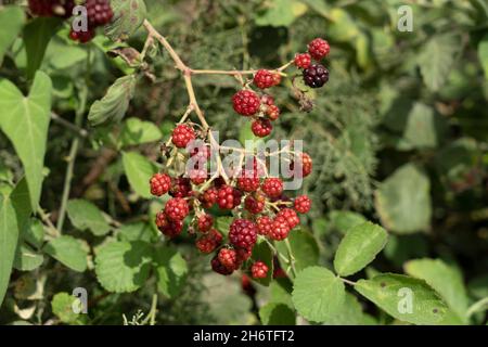 Framboise sauvage aux fruits mûrs Banque D'Images