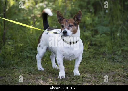 Photo du dossier datée du 11/05/21 d'un Jack Russell.Une nouvelle infraction pénale visant à faire face aux actes de reconnaissance et à « rendre justice aux victimes » s'est rapprochée.Les gens qui volent un compagnon canin pourraient faire face à cinq ans de prison s'ils sont condamnés pour enlèvement de chien, selon les plans du gouvernement.L'infraction est ajoutée au projet de loi sur les animaux gardés, après une recommandation du groupe de travail sur le vol d'animaux de compagnie du gouvernement en septembre.Le groupe de travail a été lancé en mai pour s'attaquer à une augmentation signalée du nombre de vols d'animaux de compagnie pendant la pandémie, et des preuves ont montré que plus de 2,000 incidents ont été signalés à la police en 2020. Banque D'Images