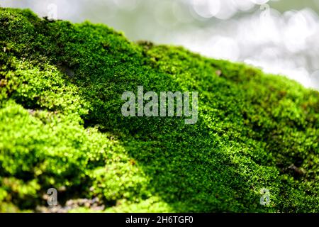 Le lichen vert couvrait le mur Banque D'Images