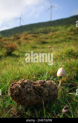 Un champignon hallucinogène pousse sur les excréments des équidés en Galice Xistral Abadin Banque D'Images