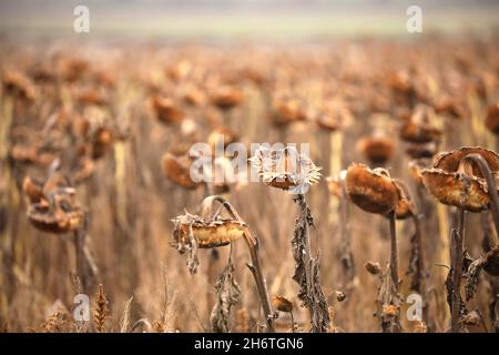 Peterborough, Royaume-Uni.16 novembre 2021.Un champ de tournesols morts pendent leur tête dans un champ près de Yaxley, Cambridgeshire, Royaume-Uni, le 16 novembre 2021 crédit: Paul Marriott/Alamy Live News Banque D'Images