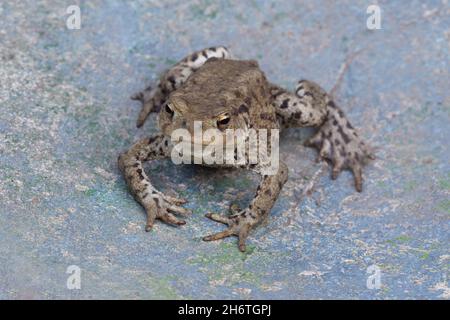 Crapaud européenne (Bufo bufo).Simple face avant d'amphibiens, yeux dorés, détails de la tête, pieds avant sans tête, pied arrière de lit en toile,sur terre.Gros plan. Banque D'Images