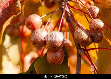 Fruits entièrement mûris de l'arbre ornemental de poire bradford à l'automne.Ces fruits, légèrement toxiques pour les humains, sont bons pour les oiseaux.Ce sont des arbres envahissants Banque D'Images