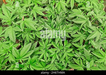 Culture de plantes vertes de cannabis saines dans un cadre intérieur professionnel.Belles grandes feuilles saines du dessus comme plan plat ou fond. Banque D'Images