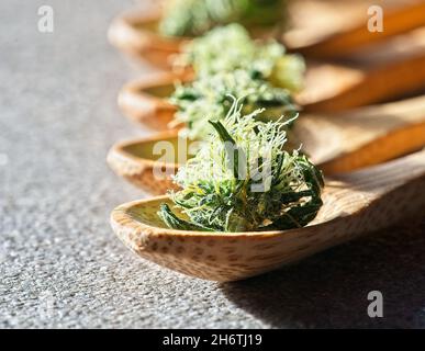 Petites bourgeons de cannabis sur de petites cuillères de bambou en bois en ligne, rétro-éclairé avec un accent sélectif sur la première cuillère. Banque D'Images