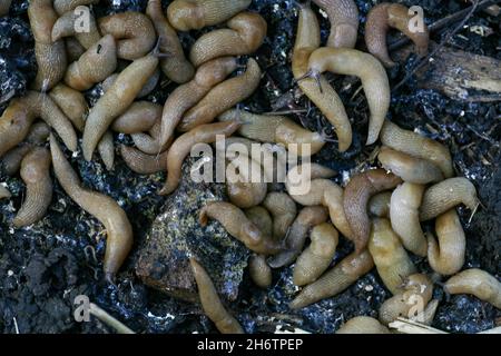des limaces dans le jardin de l'agriculteur.Un grand groupe de limaces de Gastropoda se cachant à côté d'un potager dans le jardin.Ravageurs des limaces qui gâtent la récolte des plantes et des fruits. Banque D'Images