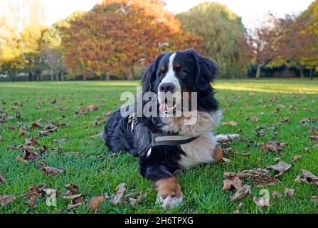 Bernese Mountain Dog dans le parc en automne Banque D'Images