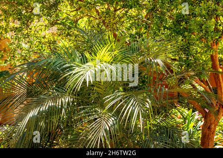 Fond tropical de feuilles de palmier vertes. Banque D'Images