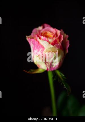 Rose jaune-rose sur fond noir.Bourgeon de rosée.Belle fleur en gros plan.Pétales multicolores de couleur. Banque D'Images
