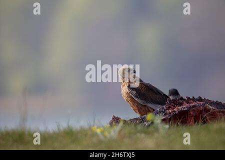 Rohrweihe - Maennchen, Circus aeruginosus, harrier eurasien du marais - homme Banque D'Images