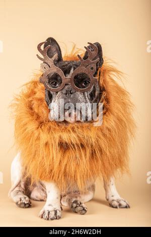 Adorable petit chien de taureau français habillé pour noël avec des verres de renne assis sur un fond jaune Banque D'Images