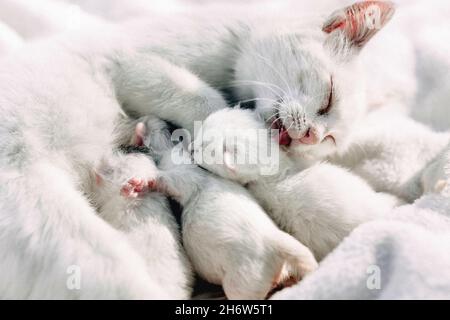 La mère chat blanc vient de donner naissance à une portée de chatons adorables Banque D'Images