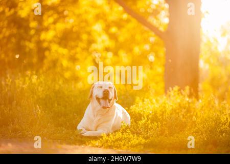 Chien heureux avec les yeux fermés et la langue protubérante se trouve sur l'herbe dans le parc contre le fond du coucher du soleil, le Labrador jaune est fatigué après la marche avec le propriétaire. Banque D'Images