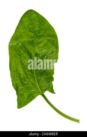 Feuille d'épinards verts isolée sur fond blanc, vue de dessus, plan plat avec passe-cheveux, verticale Banque D'Images