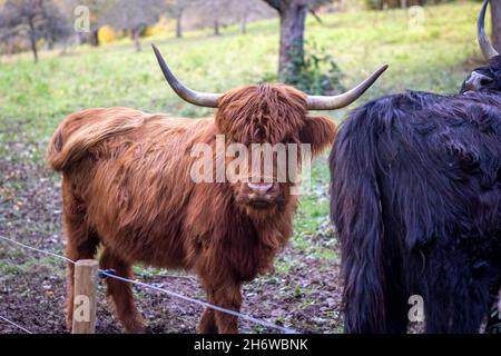 les chattes écossais des hautes terres à fourrure brune et foncée soignent la végétation sur un pré dans une réserve naturelle dans le sud de l'allemagne Banque D'Images