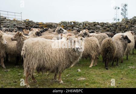 Moutons semi-féroces sur le nord du Ronaldsay, Orkney, Écosse, arrondis pour le cisaillement à l'intérieur de la pierre 'punds' (stylos) Banque D'Images