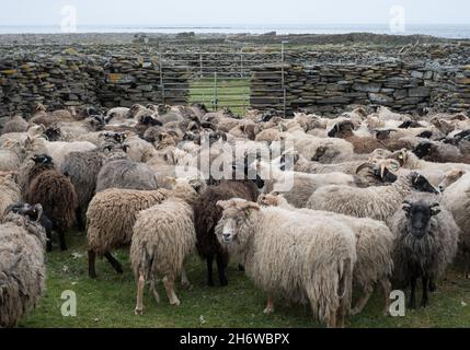 Moutons semi-féroces sur le nord du Ronaldsay, Orkney, Écosse, arrondis pour le cisaillement à l'intérieur de la pierre 'punds' (stylos) Banque D'Images