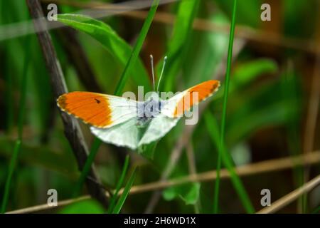 Orange-TIP blanc (Anthocharis cardamines, homme) papillon.Taïga du nord-ouest de la Russie