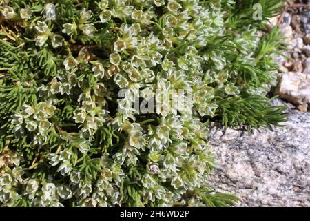 Scleranthus perennis subsp. Marginatus, Scleranthus negectus, Caryophyllaceae.Plante sauvage en été. Banque D'Images