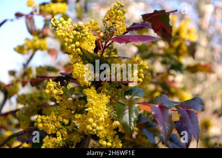 Grappes jaunes de Mahonia x wagneri 'Pinnacle' (raisin de l'Oregon) fleurs cultivées dans une frontière à RHS Garden Harlow Carr, Harrogate, Yorkshire.Angleterre, Royaume-Uni. Banque D'Images