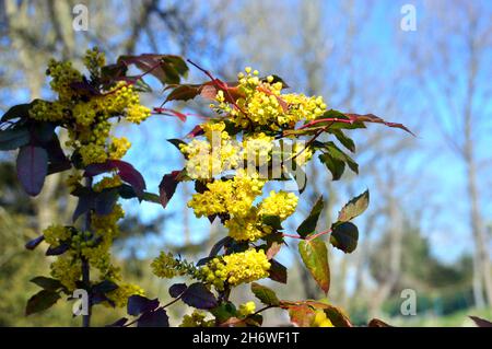 Grappes jaunes de Mahonia x wagneri 'Pinnacle' (raisin de l'Oregon) fleurs cultivées dans une frontière à RHS Garden Harlow Carr, Harrogate, Yorkshire.Angleterre, Royaume-Uni. Banque D'Images